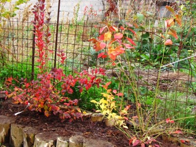 IMG_7525.JPG (308.14 KiB) Osservato 1342 volte IMG_7525.JPG