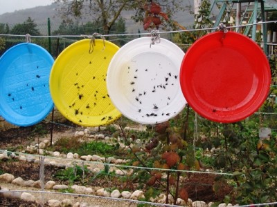 IMG_7529.JPG (213.39 KiB) Osservato 1302 volte IMG_7529.JPG