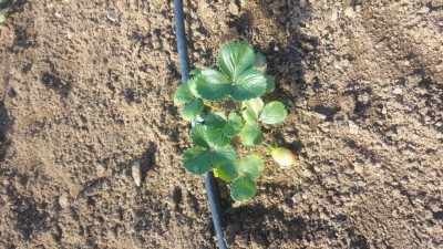 20161110_121419.jpg (184.99 KiB) Osservato 1242 volte 20161110_121419.jpg