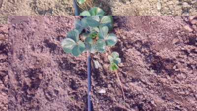 20161110_121438.jpg (169.51 KiB) Osservato 1241 volte 20161110_121438.jpg