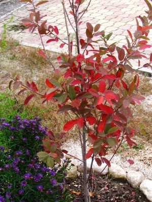 Amelanchier Rainbow pillar.jpg (269 KiB) Osservato 1207 volte Amelanchier Rainbow pillar.jpg