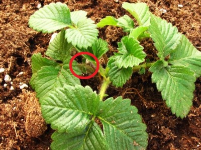 IMG_7605.JPG (210.88 KiB) Osservato 1118 volte IMG_7605.JPG