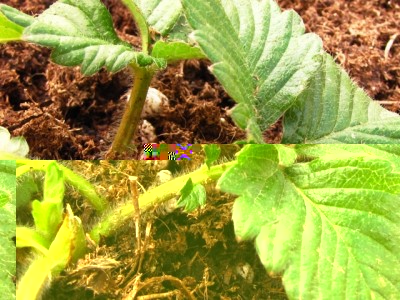 IMG_7603.JPG (235.36 KiB) Osservato 1118 volte IMG_7603.JPG