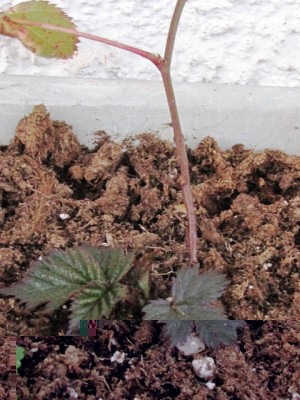 IMG_7609.JPG (207.21 KiB) Osservato 1152 volte IMG_7609.JPG