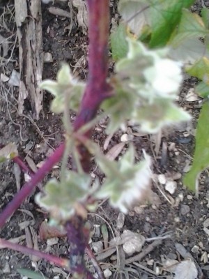 20161124_152529-1.jpg (105.67 KiB) Osservato 1142 volte 20161124_152529-1.jpg