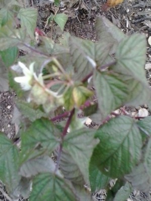 20161124_152515-1.jpg (83 KiB) Osservato 1142 volte 20161124_152515-1.jpg