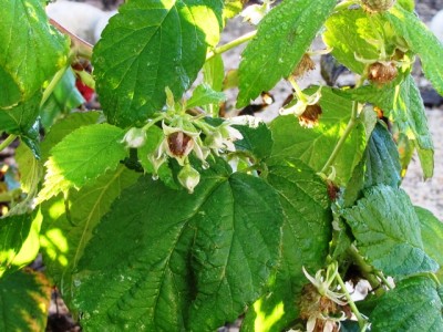 IMG_7614.JPG (228.78 KiB) Osservato 1115 volte IMG_7614.JPG