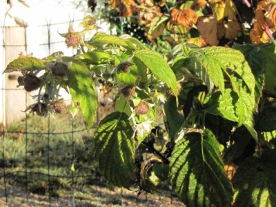 IMG_7619.JPG (220.97 KiB) Osservato 1115 volte IMG_7619.JPG