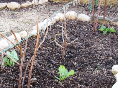 IMG_7641.JPG (287.08 KiB) Osservato 1069 volte IMG_7641.JPG