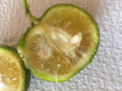 IMG_0502.JPG (62.93 KiB) Osservato 1133 volte IMG_0502.JPG