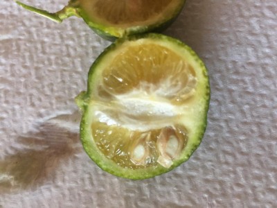 IMG_0501.JPG (88.21 KiB) Osservato 1125 volte IMG_0501.JPG