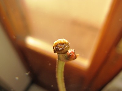 IMG_7680.JPG (87.23 KiB) Osservato 1046 volte IMG_7680.JPG