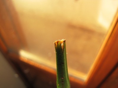 IMG_7677.JPG (84.23 KiB) Osservato 1046 volte IMG_7677.JPG