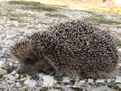 IMG_7682.JPG (238.76 KiB) Osservato 947 volte IMG_7682.JPG