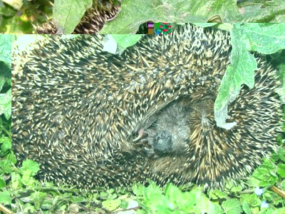 IMG_7692.JPG (290.54 KiB) Osservato 947 volte IMG_7692.JPG