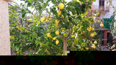 limoni dicembre 2016.jpeg (177.69 KiB) Osservato 1137 volte limoni dicembre 2016.jpeg