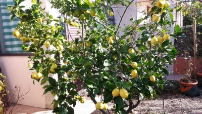 limoni dicembr 2016.jpeg (166.86 KiB) Osservato 1137 volte limoni dicembr 2016.jpeg