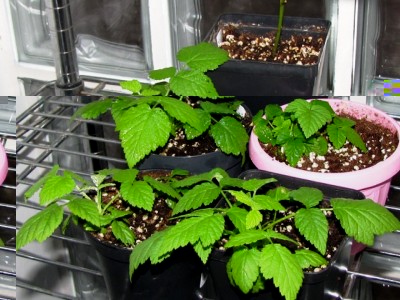 IMG_7710.JPG (207.89 KiB) Osservato 1040 volte IMG_7710.JPG