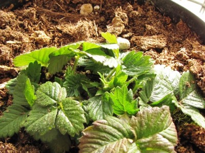 IMG_7721.JPG (255.52 KiB) Osservato 1155 volte IMG_7721.JPG