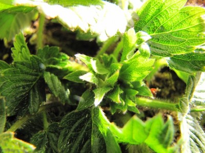 IMG_7722.JPG (194.27 KiB) Osservato 1155 volte IMG_7722.JPG