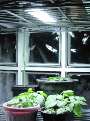 IMG_7724.JPG (191.92 KiB) Osservato 1146 volte IMG_7724.JPG