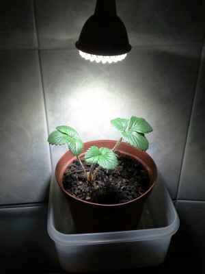 IMG-20161214-WA0000-600x800.jpg (79.54 KiB) Osservato 1093 volte IMG-20161214-WA0000-600x800.jpg