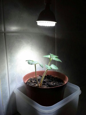 IMG-20161214-WA0001-600x800.jpg (72.92 KiB) Osservato 1093 volte IMG-20161214-WA0001-600x800.jpg