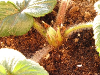 IMG_7746.JPG (246.37 KiB) Osservato 1123 volte IMG_7746.JPG