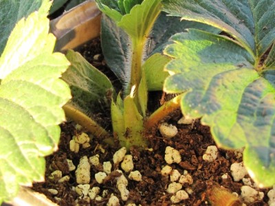 IMG_7751.JPG (197.23 KiB) Osservato 1123 volte IMG_7751.JPG