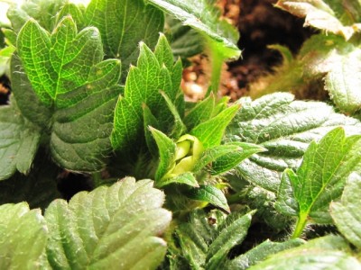 IMG_7755.JPG (217.35 KiB) Osservato 1123 volte IMG_7755.JPG