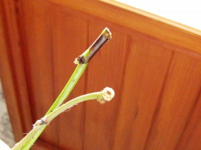 IMG_7768.JPG (139.09 KiB) Osservato 1071 volte IMG_7768.JPG