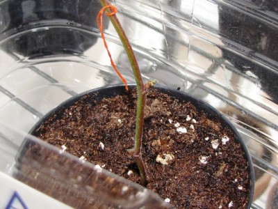 IMG_7773.JPG (203.63 KiB) Osservato 1071 volte IMG_7773.JPG