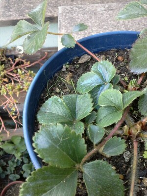 IMG-20161218-WA0000-600x800.jpg (158.13 KiB) Osservato 1189 volte IMG-20161218-WA0000-600x800.jpg