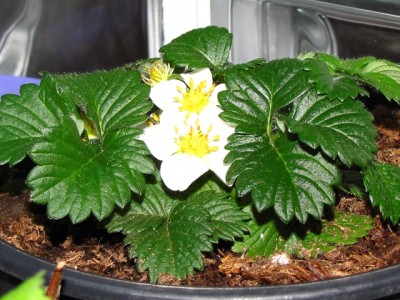 IMG_7975.JPG (217.24 KiB) Osservato 1188 volte IMG_7975.JPG