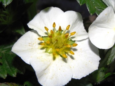 IMG_7977.JPG (133.12 KiB) Osservato 1188 volte IMG_7977.JPG