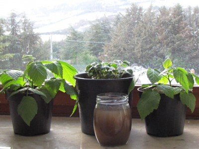 IMG_8111.JPG (163.07 KiB) Osservato 1079 volte IMG_8111.JPG