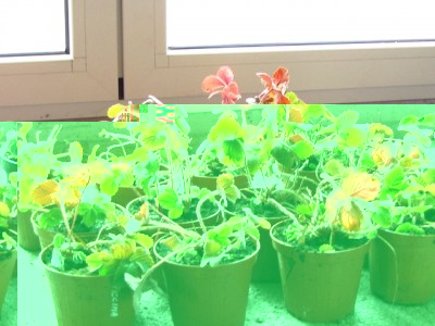 IMG_8184.JPG (178.59 KiB) Osservato 1163 volte IMG_8184.JPG