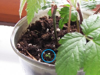 IMG_8224.JPG (124.47 KiB) Osservato 1079 volte IMG_8224.JPG