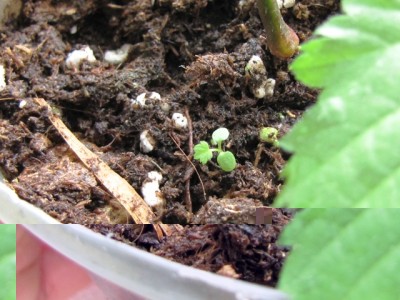 IMG_8225.JPG (185.32 KiB) Osservato 1079 volte IMG_8225.JPG