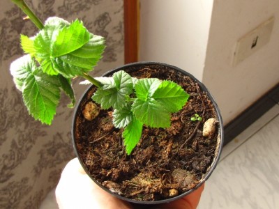 IMG_8269.JPG (169.36 KiB) Osservato 1087 volte IMG_8269.JPG