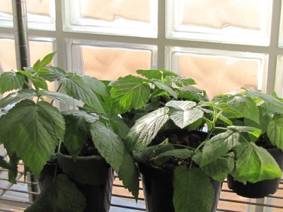 IMG_8252.JPG (167.21 KiB) Osservato 1087 volte IMG_8252.JPG