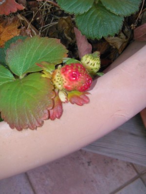 IMG_20170123_104223.jpg (68.81 KiB) Osservato 1076 volte IMG_20170123_104223.jpg