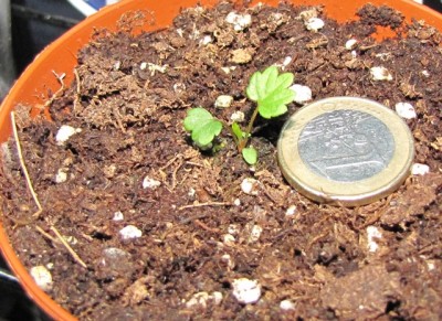 fragaria vesca.jpg (255.7 KiB) Osservato 1078 volte fragaria vesca.jpg