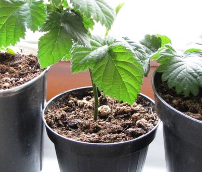 moltiplicazione per talea.jpg (173.55 KiB) Osservato 1077 volte moltiplicazione per talea.jpg