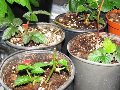 moltiplicazione a capogatto.jpg (245.35 KiB) Osservato 1077 volte moltiplicazione a capogatto.jpg