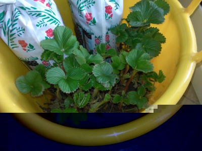 IMG_20170206_101059.jpg (92.18 KiB) Osservato 1050 volte IMG_20170206_101059.jpg