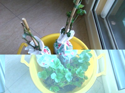 IMG_20170206_101111.jpg (89.47 KiB) Osservato 1050 volte IMG_20170206_101111.jpg