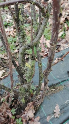 2.jpg (122.41 KiB) Osservato 968 volte 2.jpg