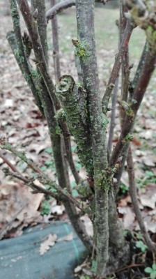 1.jpg (89.11 KiB) Osservato 968 volte 1.jpg