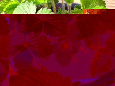 IMG_8395.JPG (212.26 KiB) Osservato 1001 volte IMG_8395.JPG